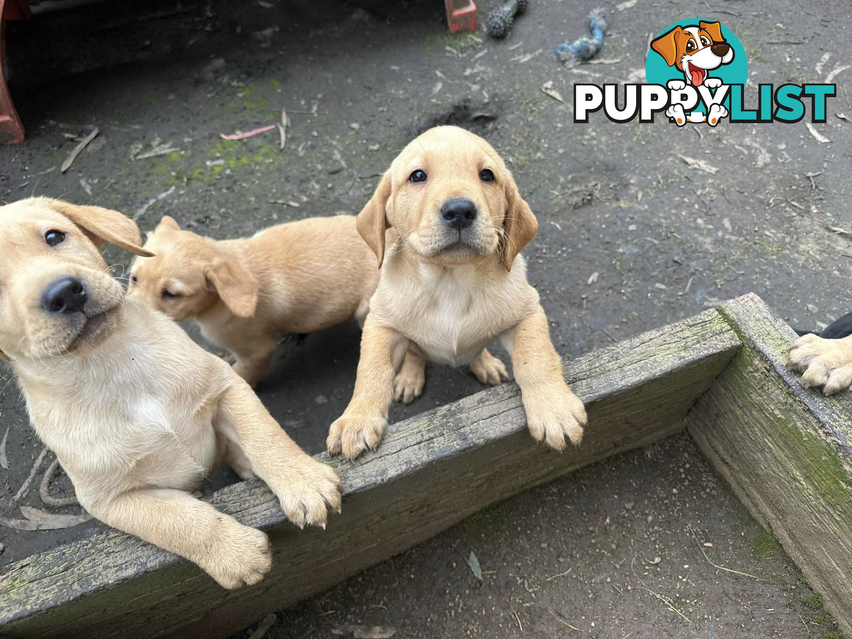 Labrador Puppies - Purebred