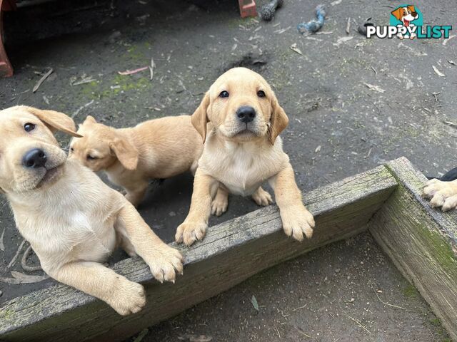 Labrador Puppies - Purebred