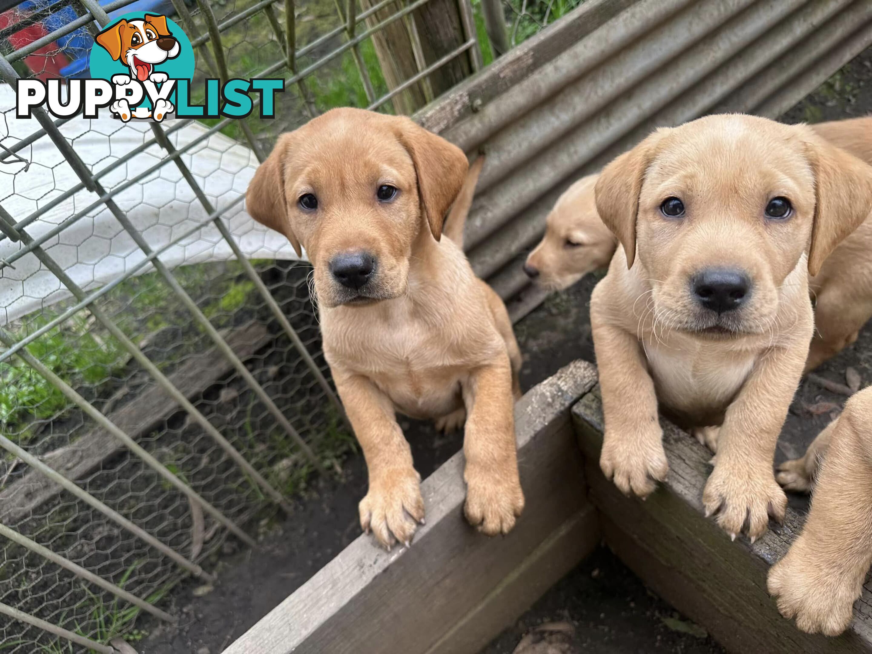 Labrador Puppies - Purebred