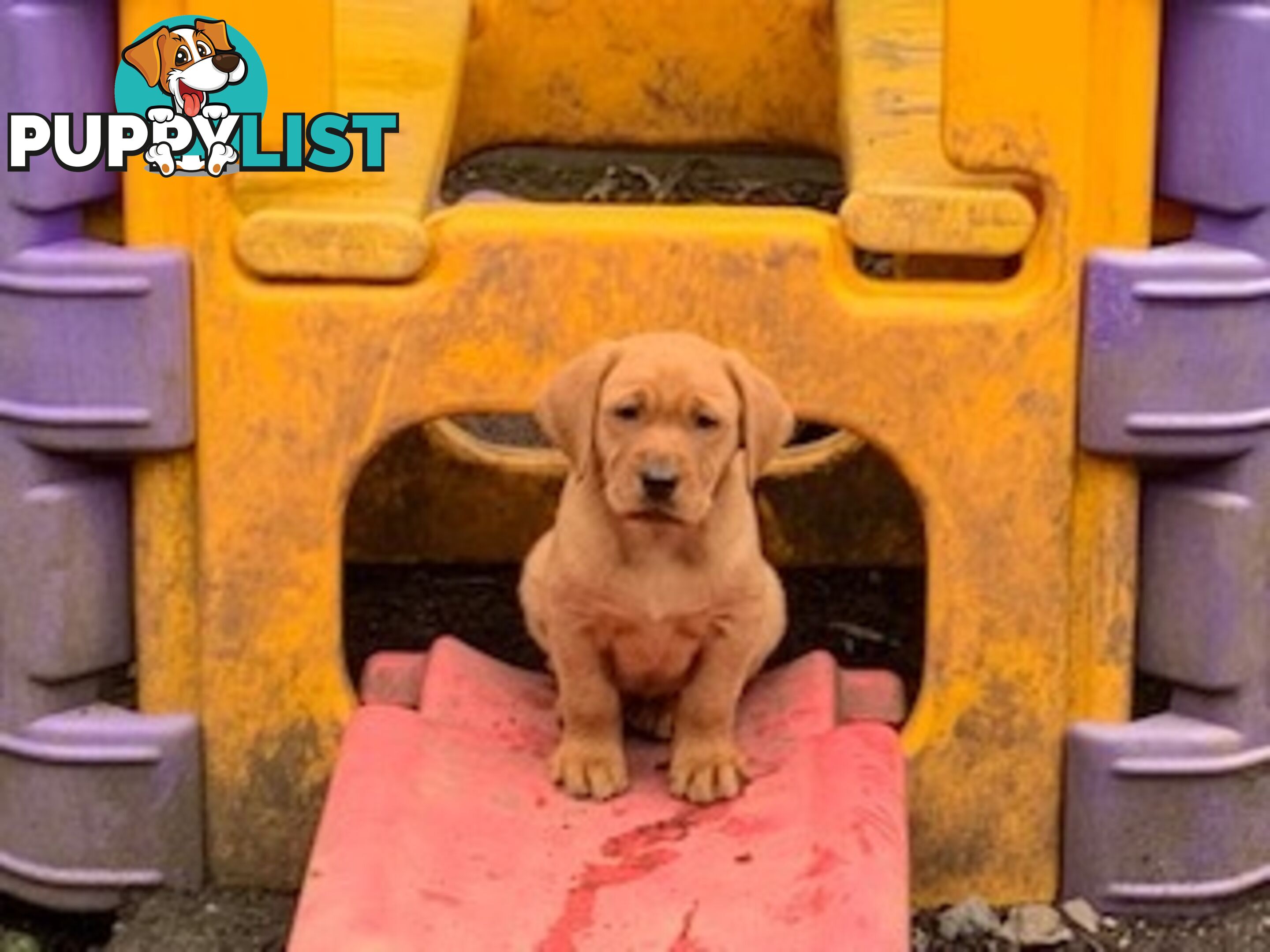 Labrador Puppies - Purebred