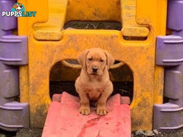 Labrador Puppies - Purebred