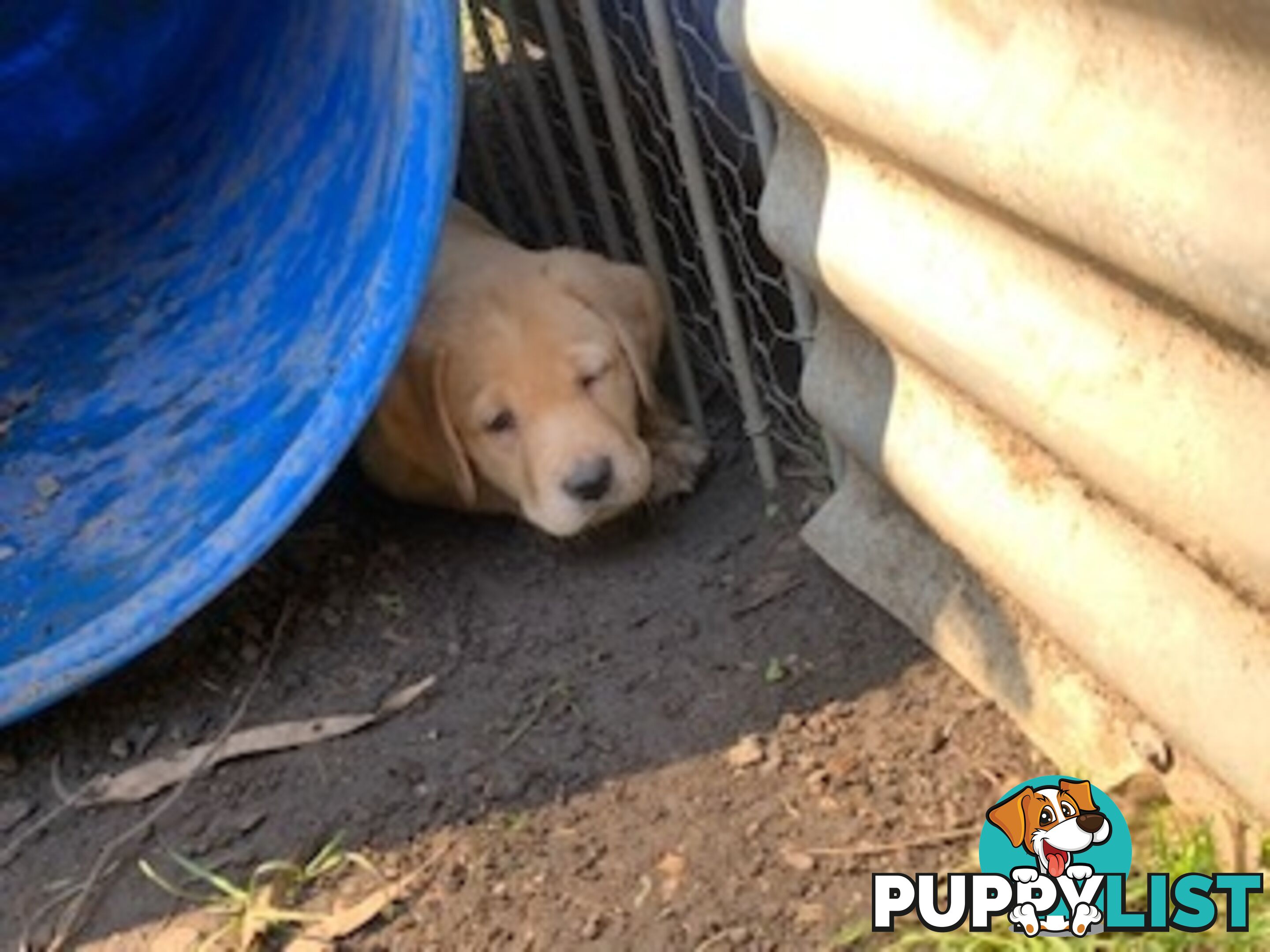 Labrador Puppies - Purebred