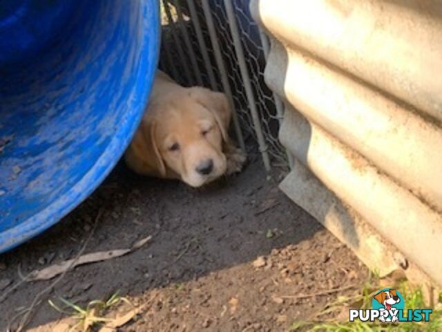 Labrador Puppies - Purebred