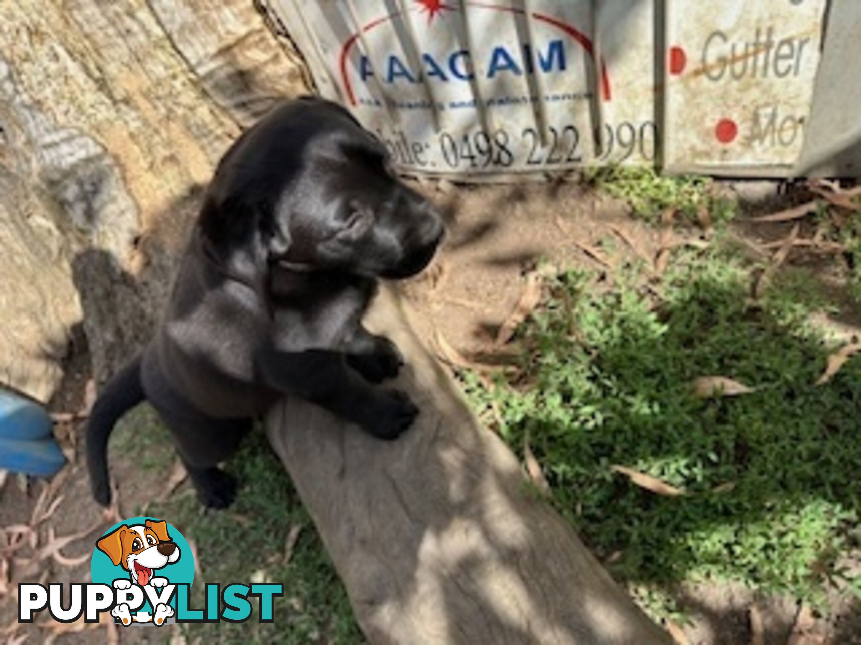 Purebred Labrador Puppies Ready to leave mum-Wilma 25-01-2025