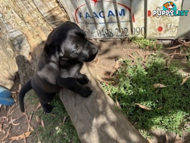 Purebred Labrador Puppies Ready to leave mum-Wilma 25-01-2025