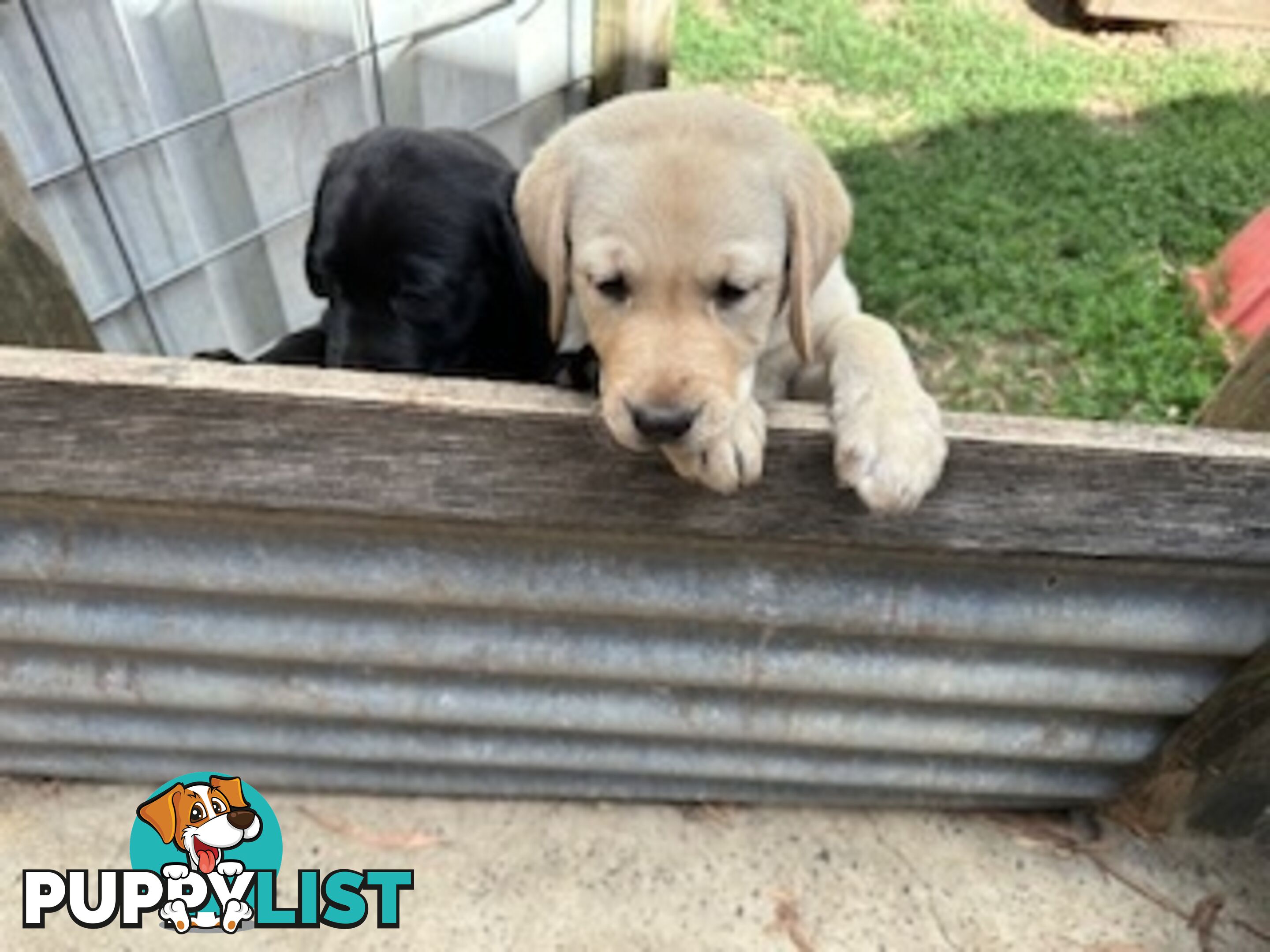 Purebred Labrador Puppies Ready to leave mum-Wilma 25-01-2025