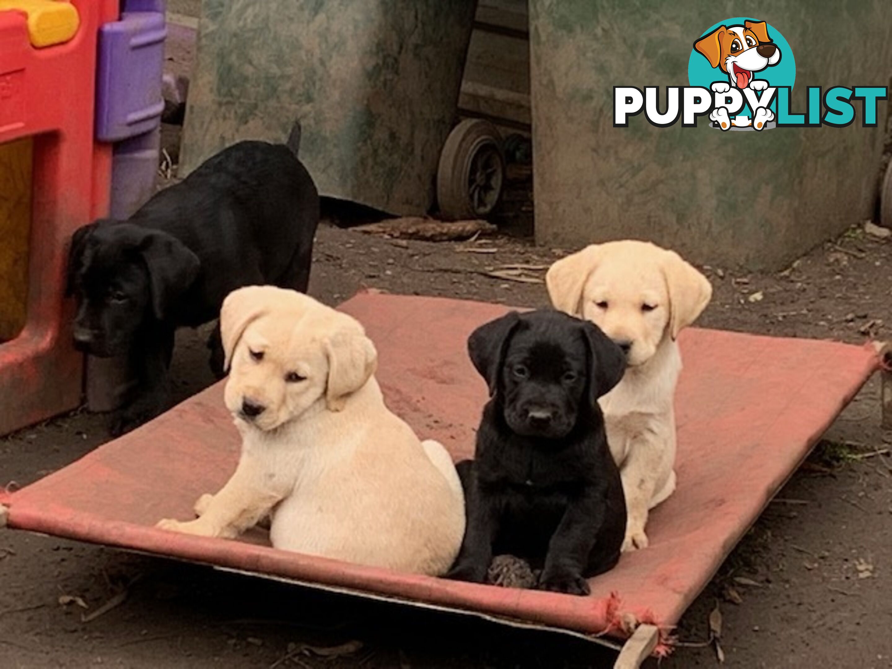 Purebred Labrador Puppies Ready to leave mum-Wilma 25-01-2025