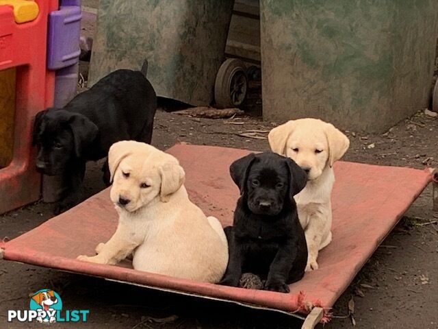 Purebred Labrador Puppies Ready to leave mum-Wilma 25-01-2025