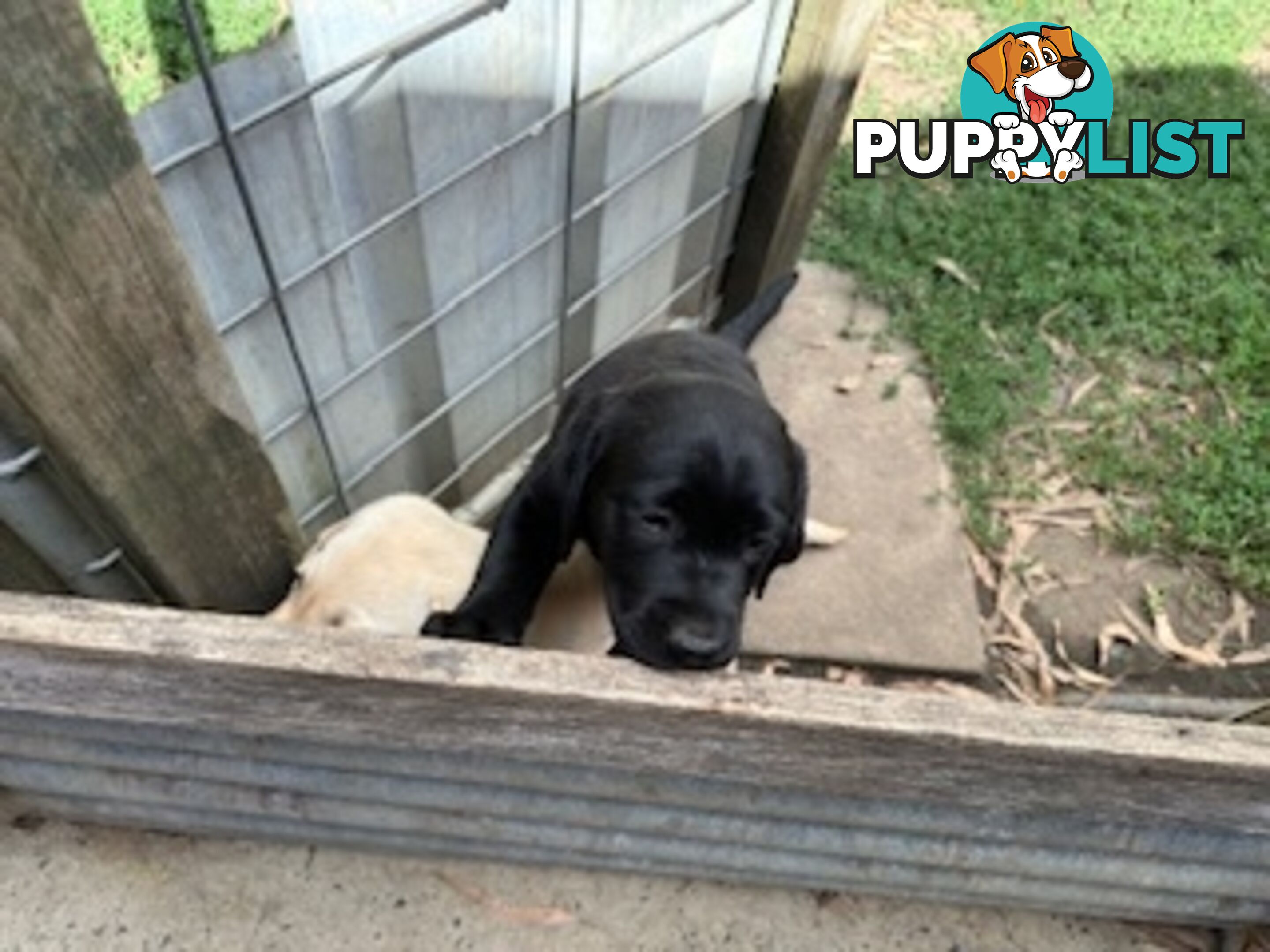 Purebred Labrador Puppies Ready to leave mum-Wilma 25-01-2025