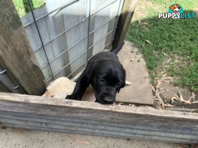 Purebred Labrador Puppies Ready to leave mum-Wilma 25-01-2025