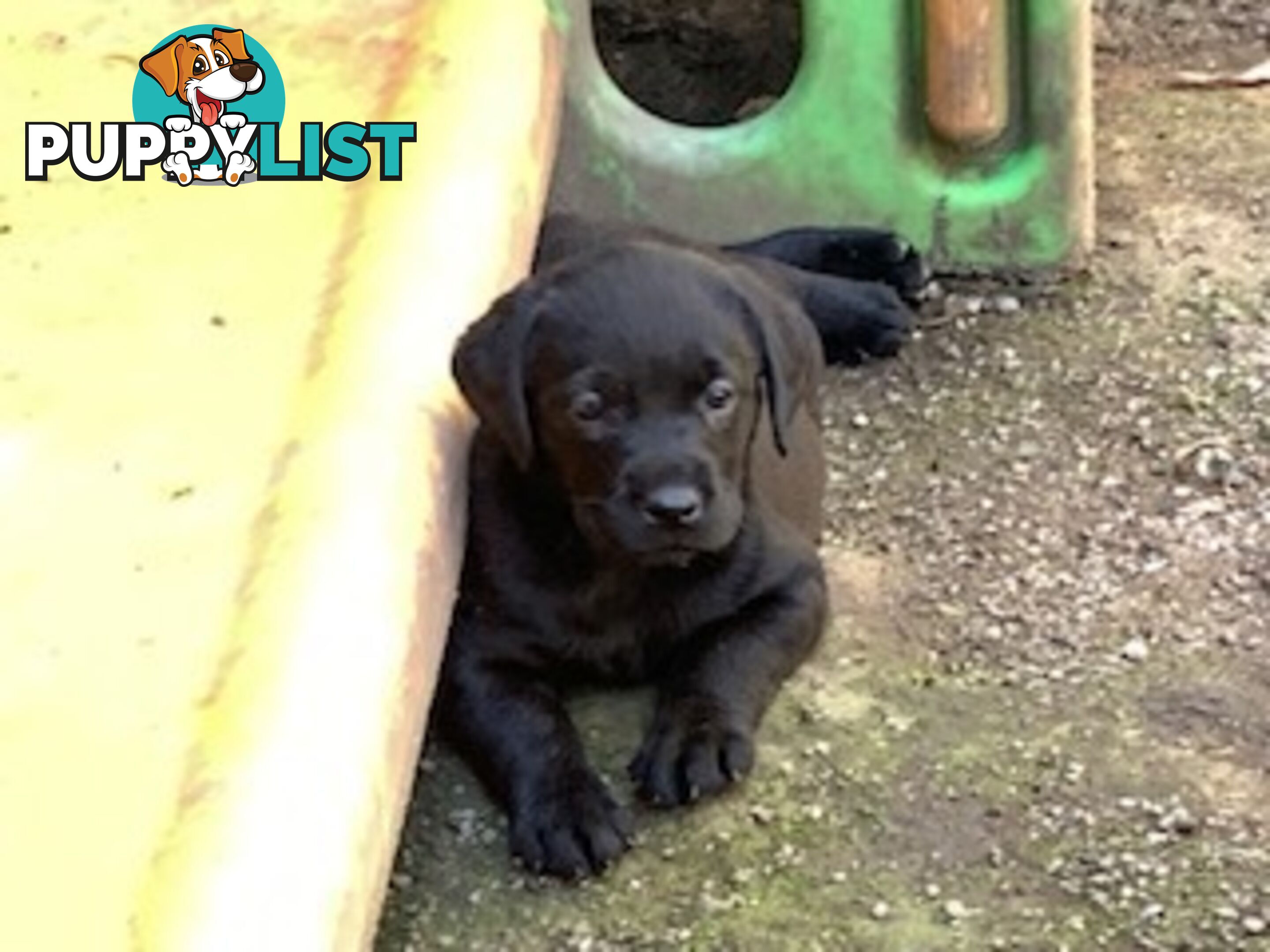 Purebred Labrador Puppies Ready to leave mum-Wilma 25-01-2025