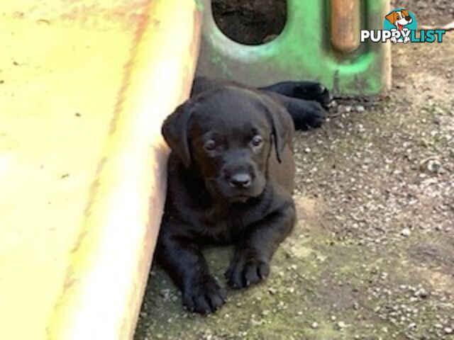 Purebred Labrador Puppies Ready to leave mum-Wilma 25-01-2025