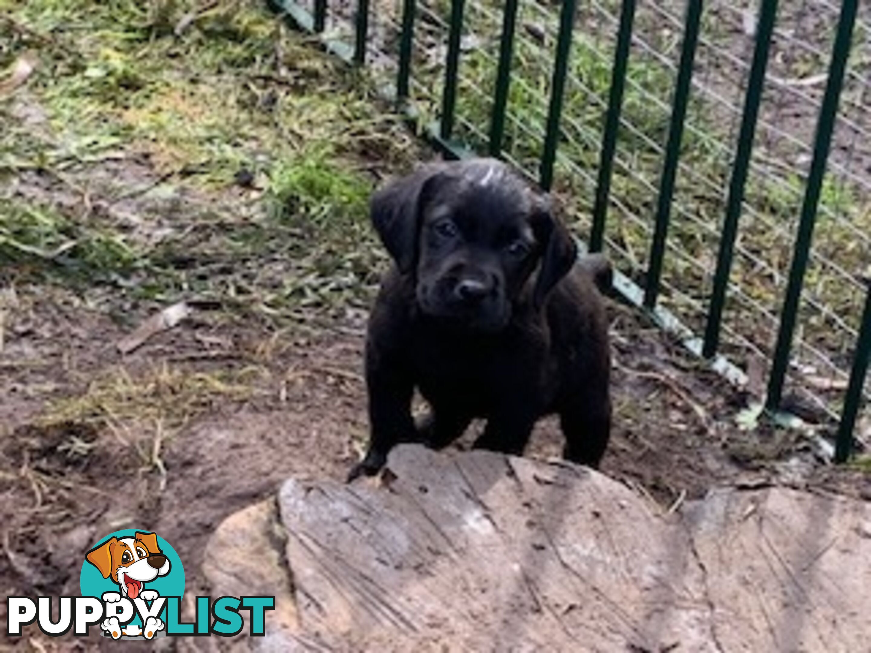 Purebred Labrador Puppies Ready to leave mum-Wilma 25-01-2025