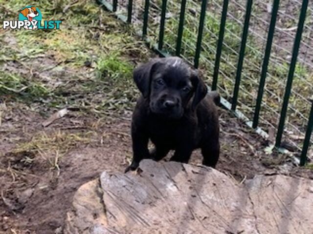 Purebred Labrador Puppies Ready to leave mum-Wilma 25-01-2025