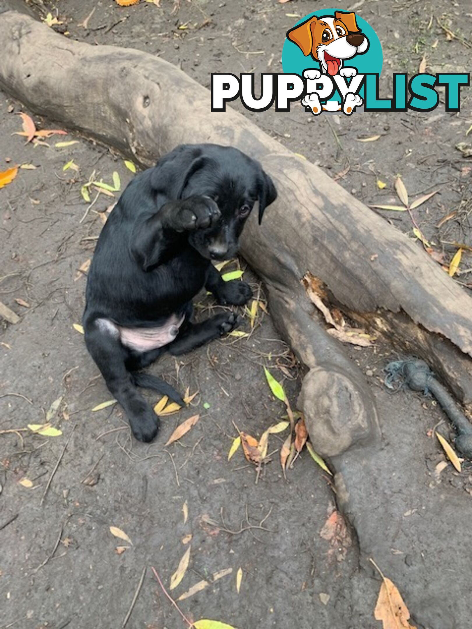 Purebred Labrador Puppies Ready to leave mum-Wilma 25-01-2025