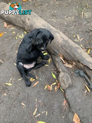 Purebred Labrador Puppies Ready to leave mum-Wilma 25-01-2025