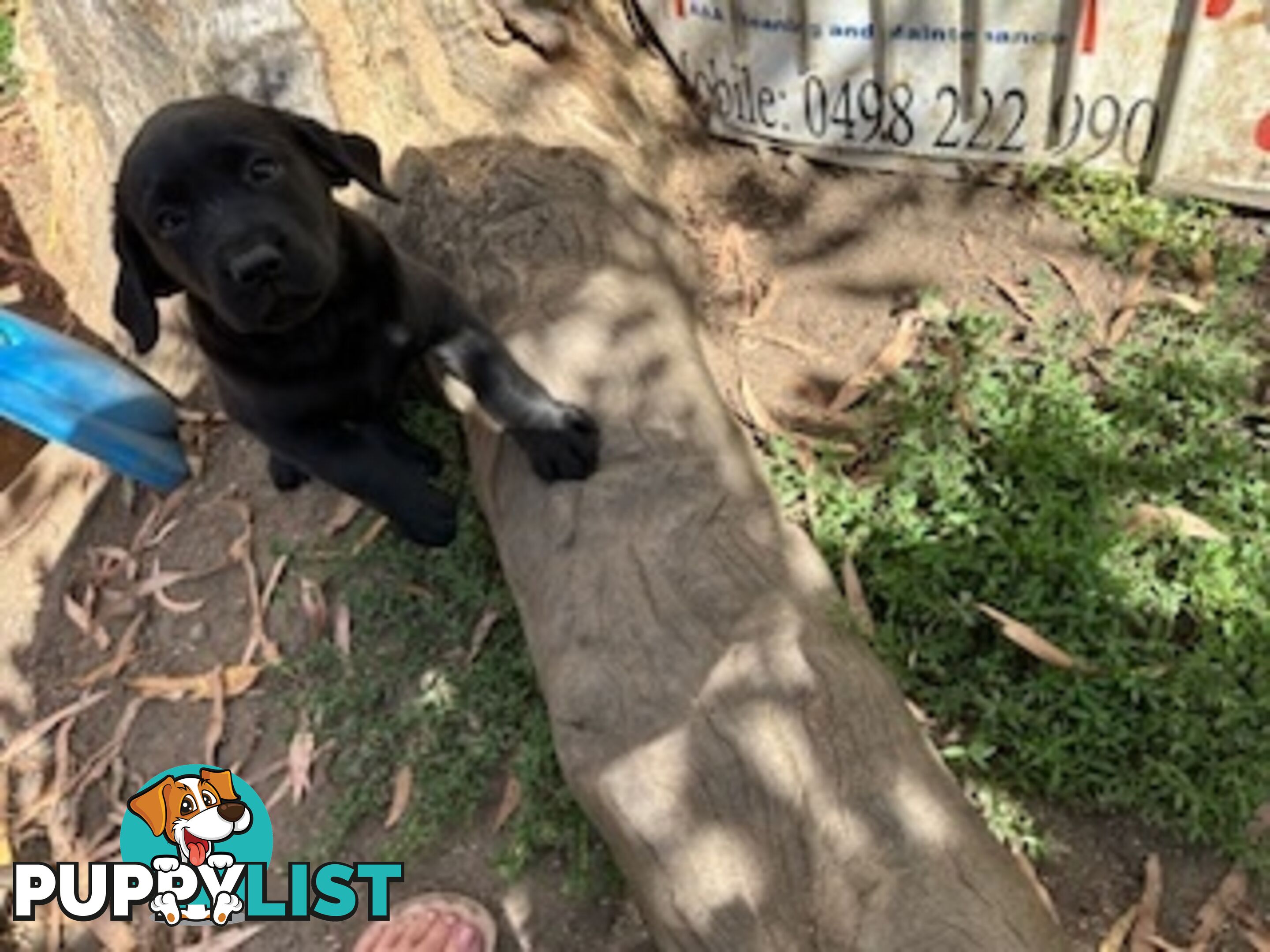 Purebred Labrador Puppies Ready to leave mum-Wilma 25-01-2025