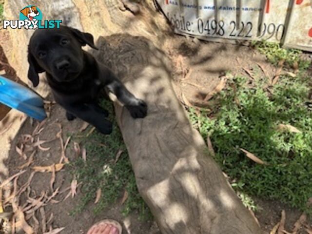 Purebred Labrador Puppies Ready to leave mum-Wilma 25-01-2025