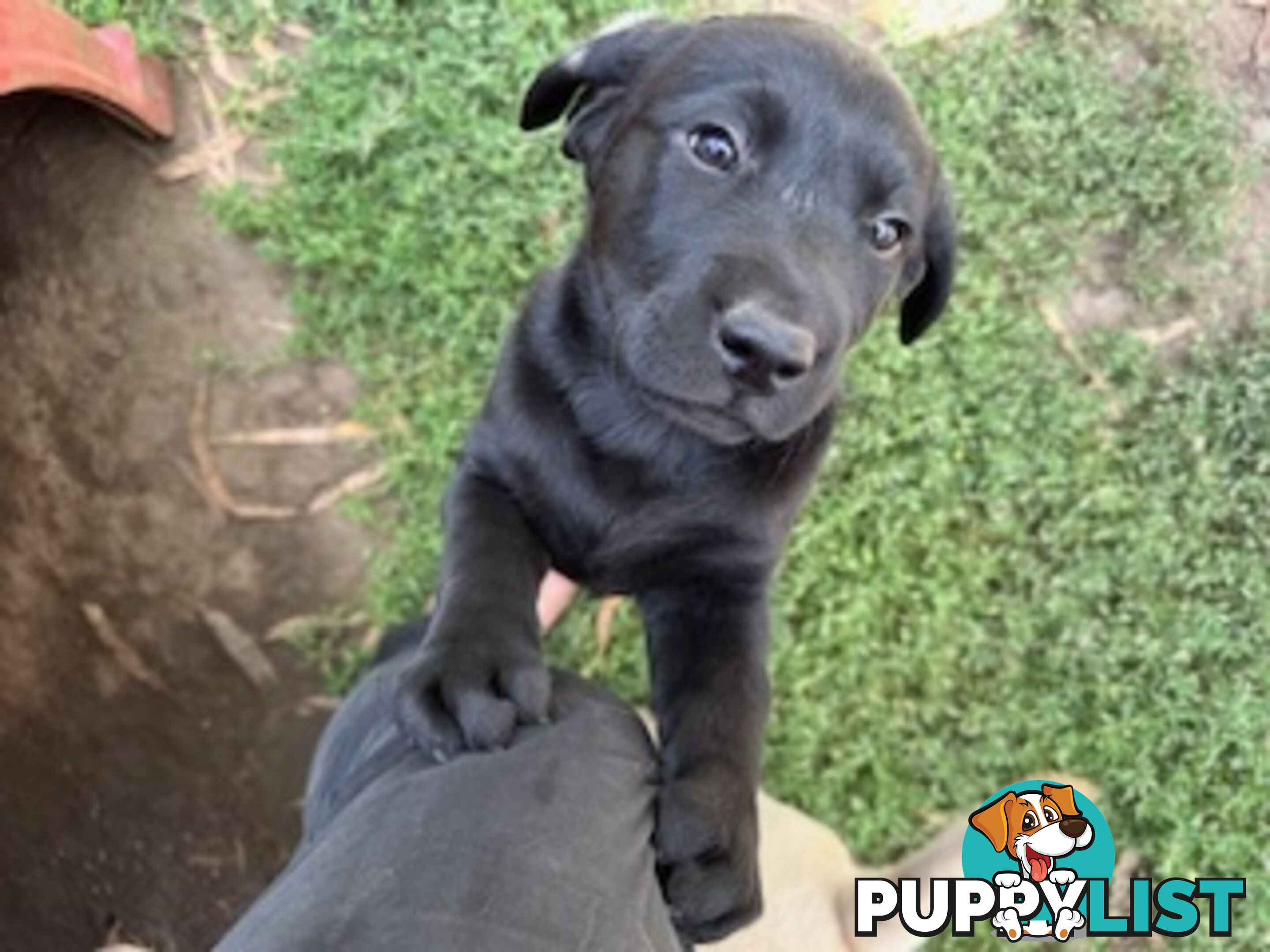 Purebred Labrador Puppies Ready to leave mum-Wilma 25-01-2025