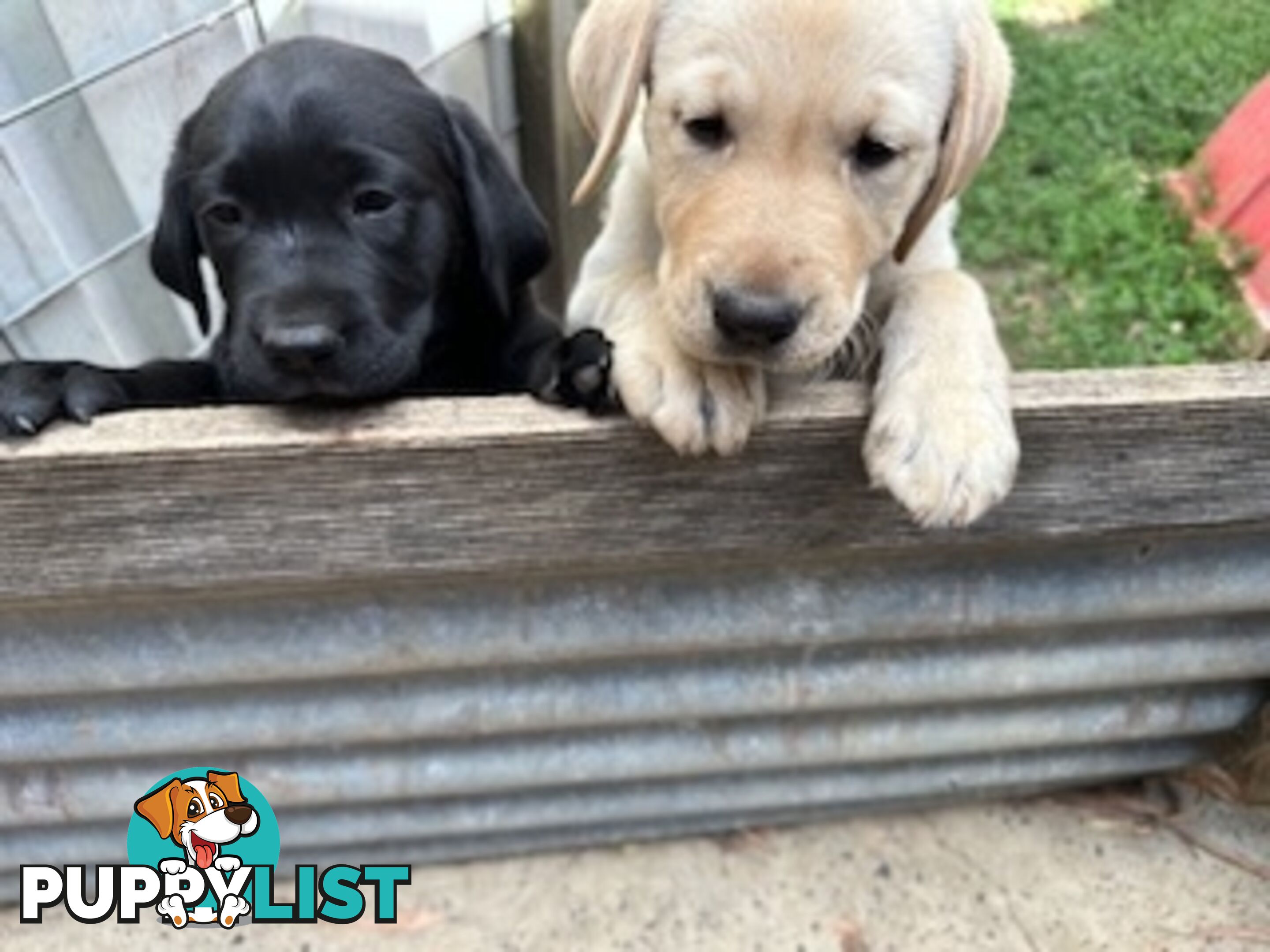 Purebred Labrador Puppies Ready to leave mum-Wilma 25-01-2025