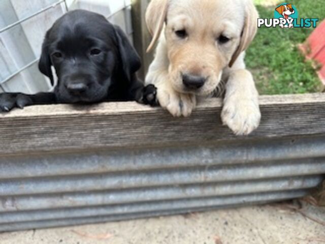 Purebred Labrador Puppies Ready to leave mum-Wilma 25-01-2025