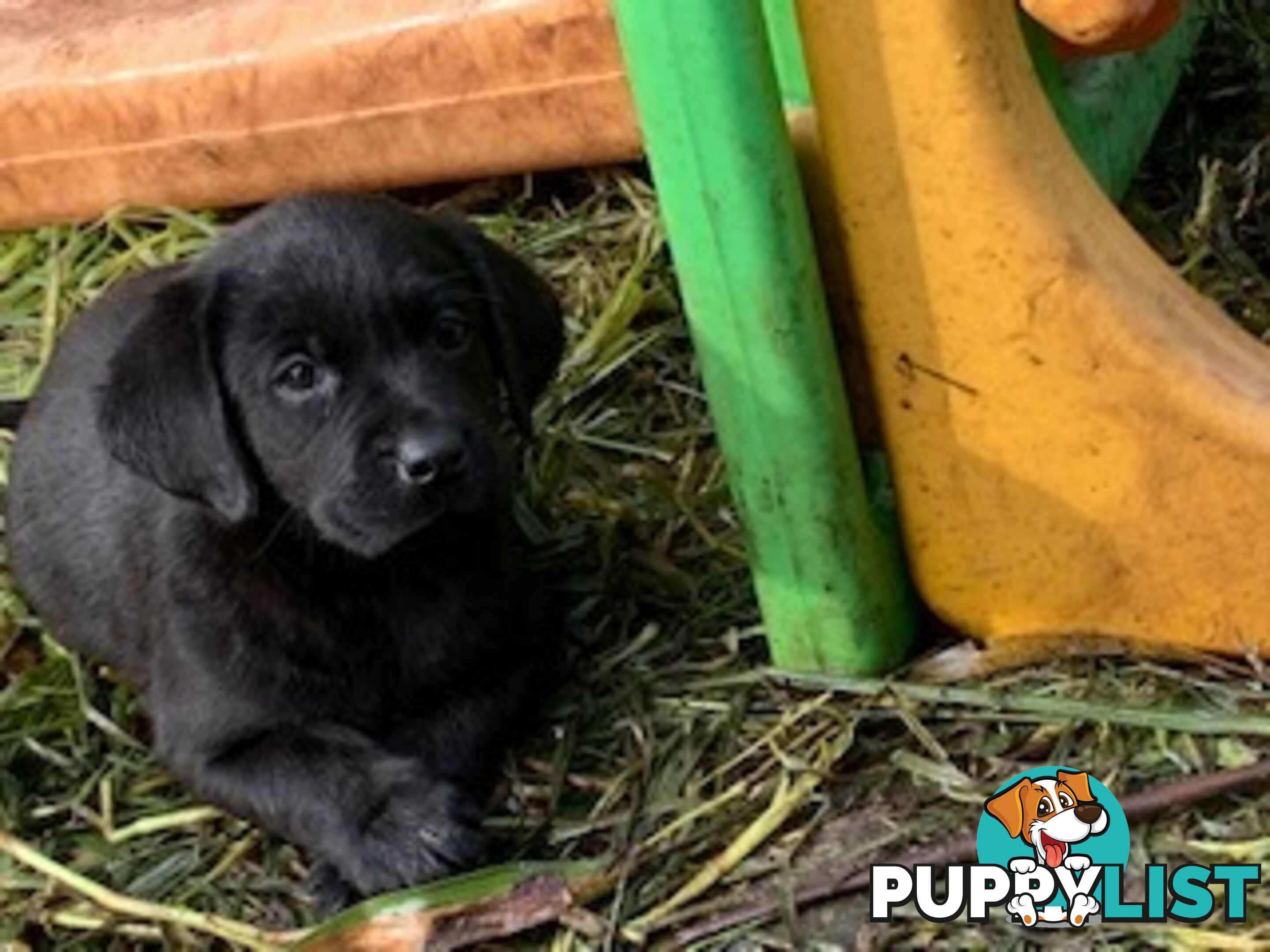 Purebred Labrador Puppies Ready to leave mum-Wilma 25-01-2025