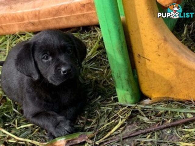 Purebred Labrador Puppies Ready to leave mum-Wilma 25-01-2025