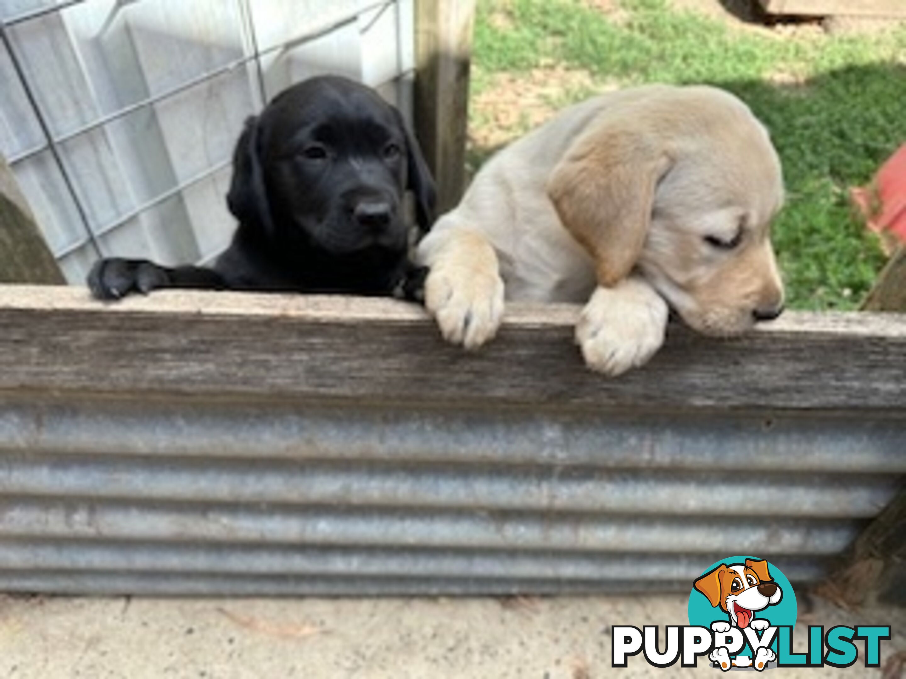 Purebred Labrador Puppies Ready to leave mum-Wilma 25-01-2025