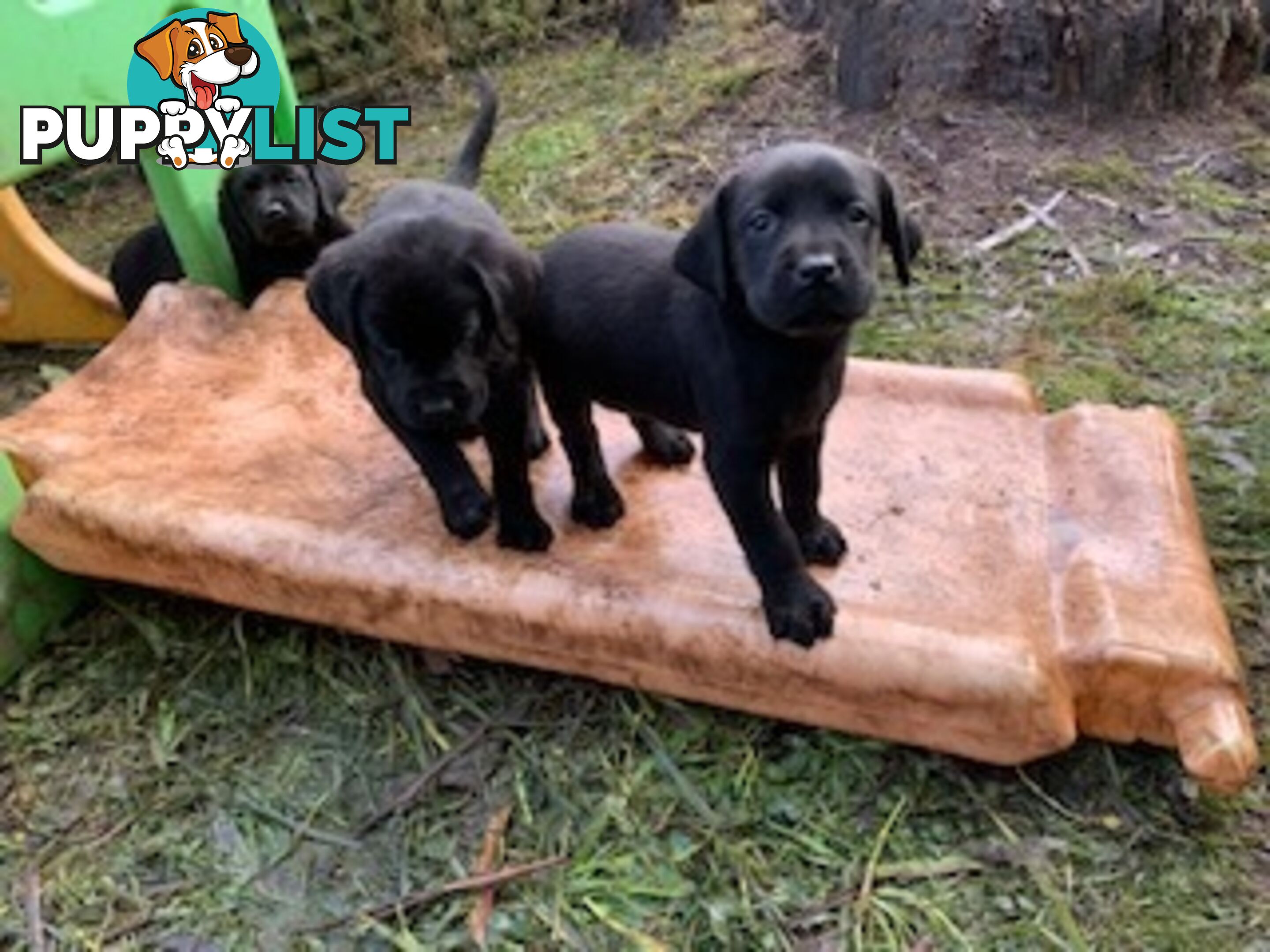 Purebred Labrador Puppies Ready to leave mum-Wilma 25-01-2025