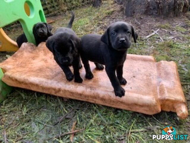 Purebred Labrador Puppies Ready to leave mum-Wilma 25-01-2025