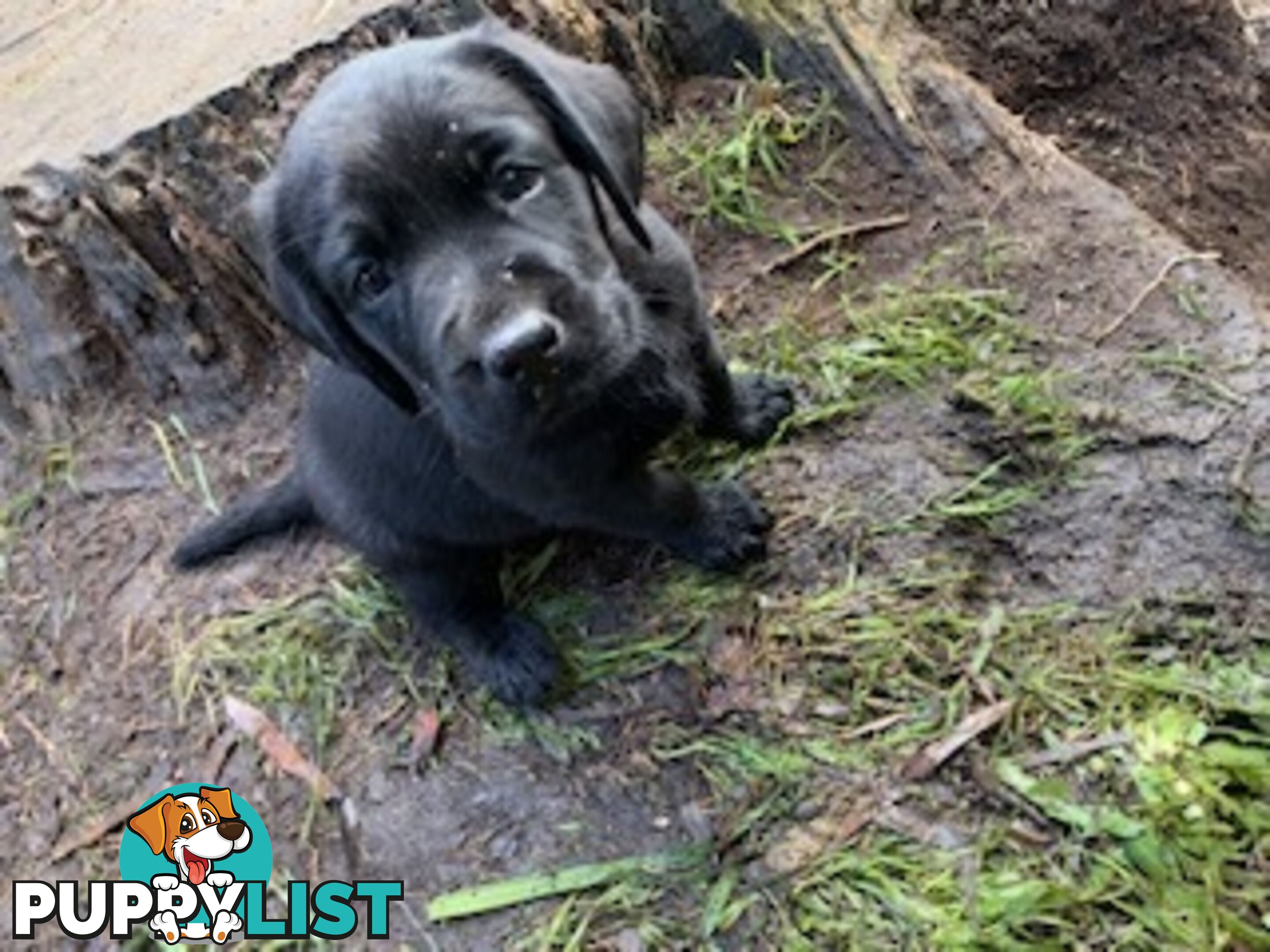 Purebred Labrador Puppies Ready to leave mum-Wilma 25-01-2025