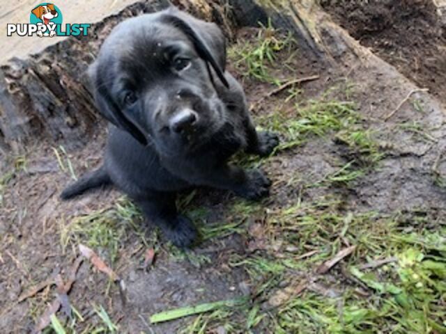 Purebred Labrador Puppies Ready to leave mum-Wilma 25-01-2025