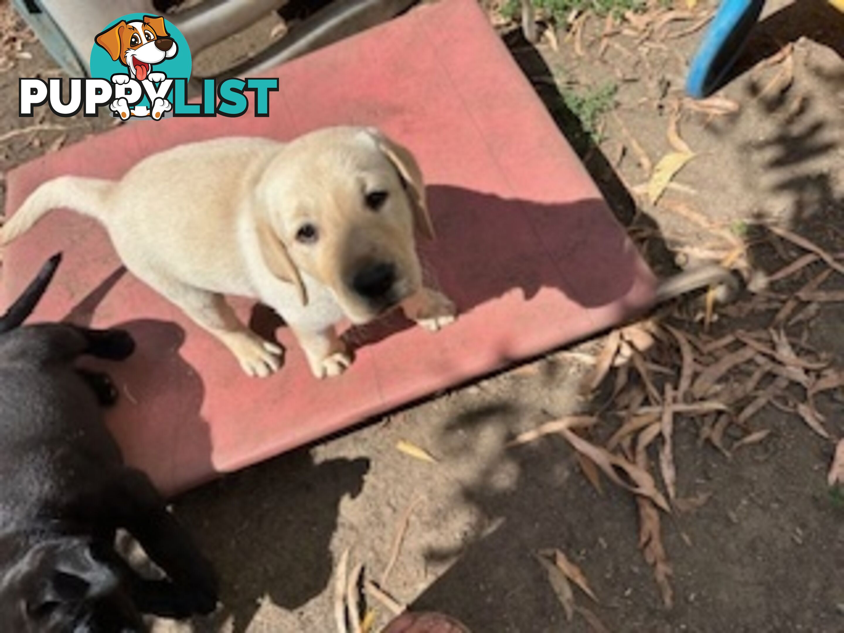 Purebred Labrador Puppies Ready to leave mum-Wilma 25-01-2025