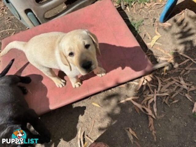 Purebred Labrador Puppies Ready to leave mum-Wilma 25-01-2025