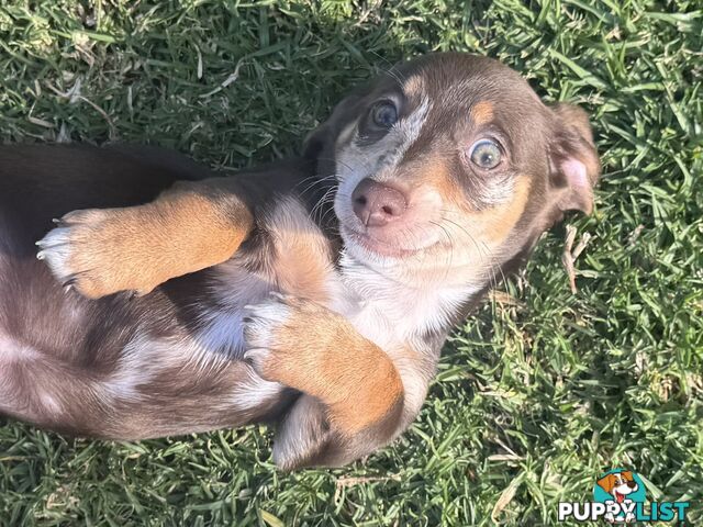 Mini sausage dog / dachshund pup