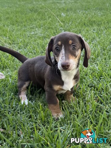 Mini sausage dog / dachshund pup