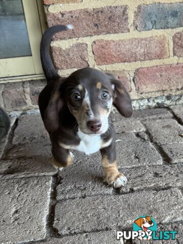 Mini sausage dog / dachshund pup