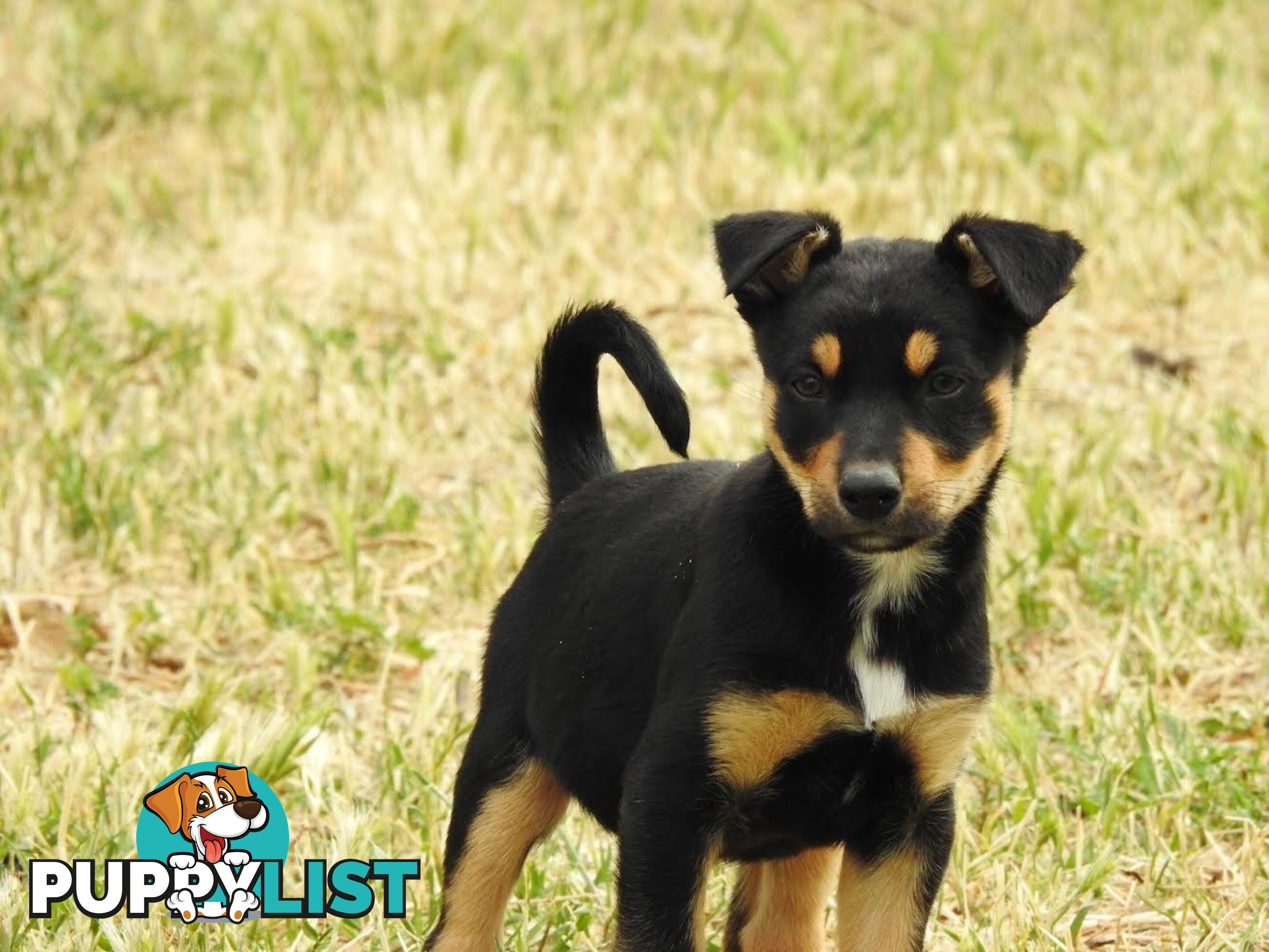 Kelpie pups