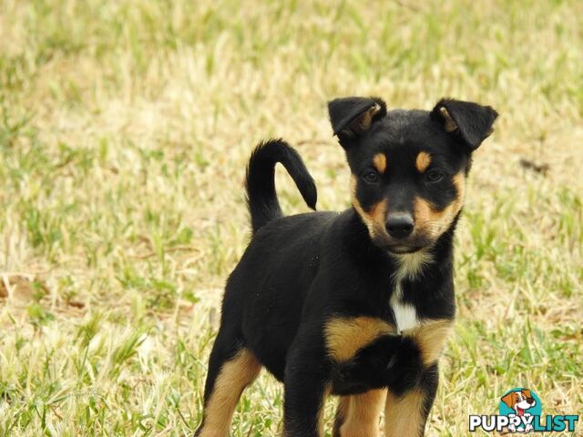 Kelpie pups