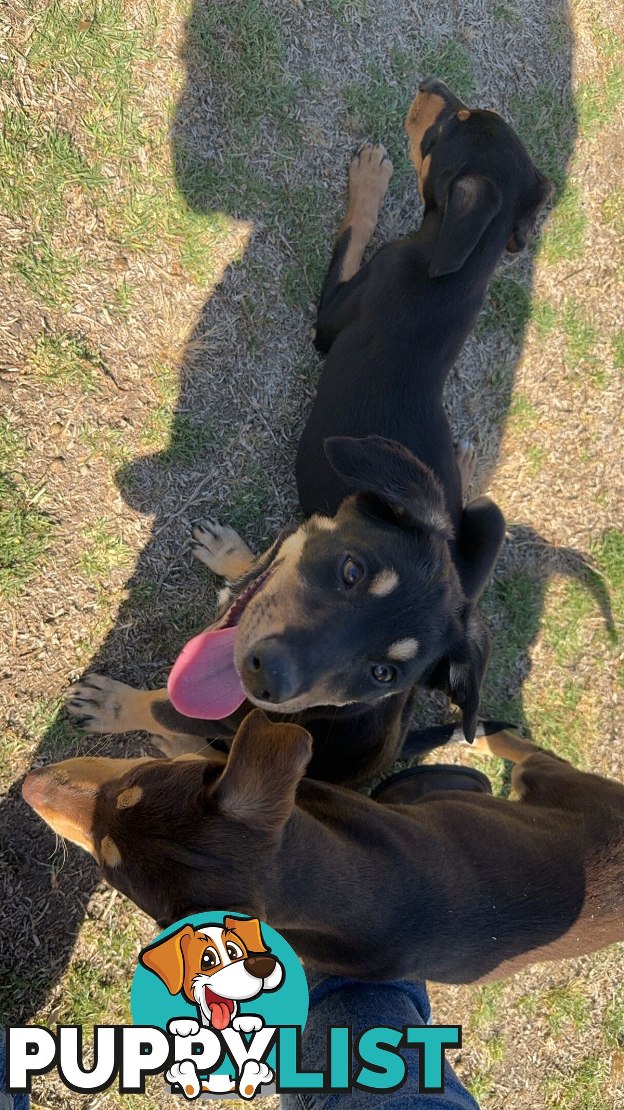 Kelpie pups