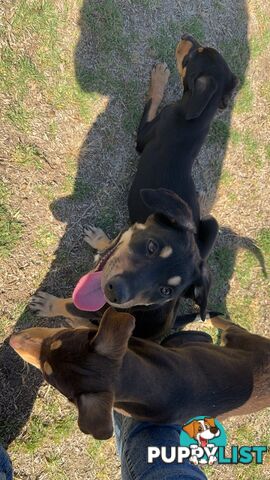 Kelpie pups