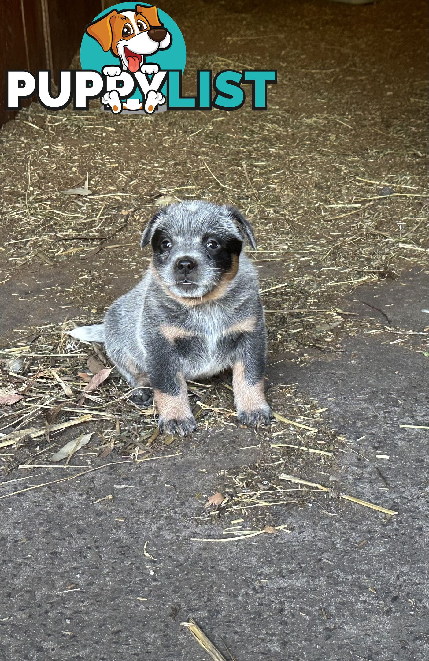 Beautiful purebred blue heeler