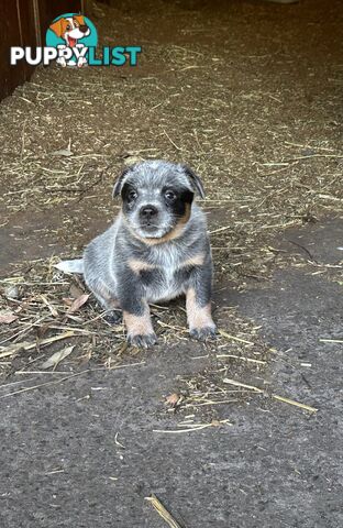 Beautiful purebred blue heeler