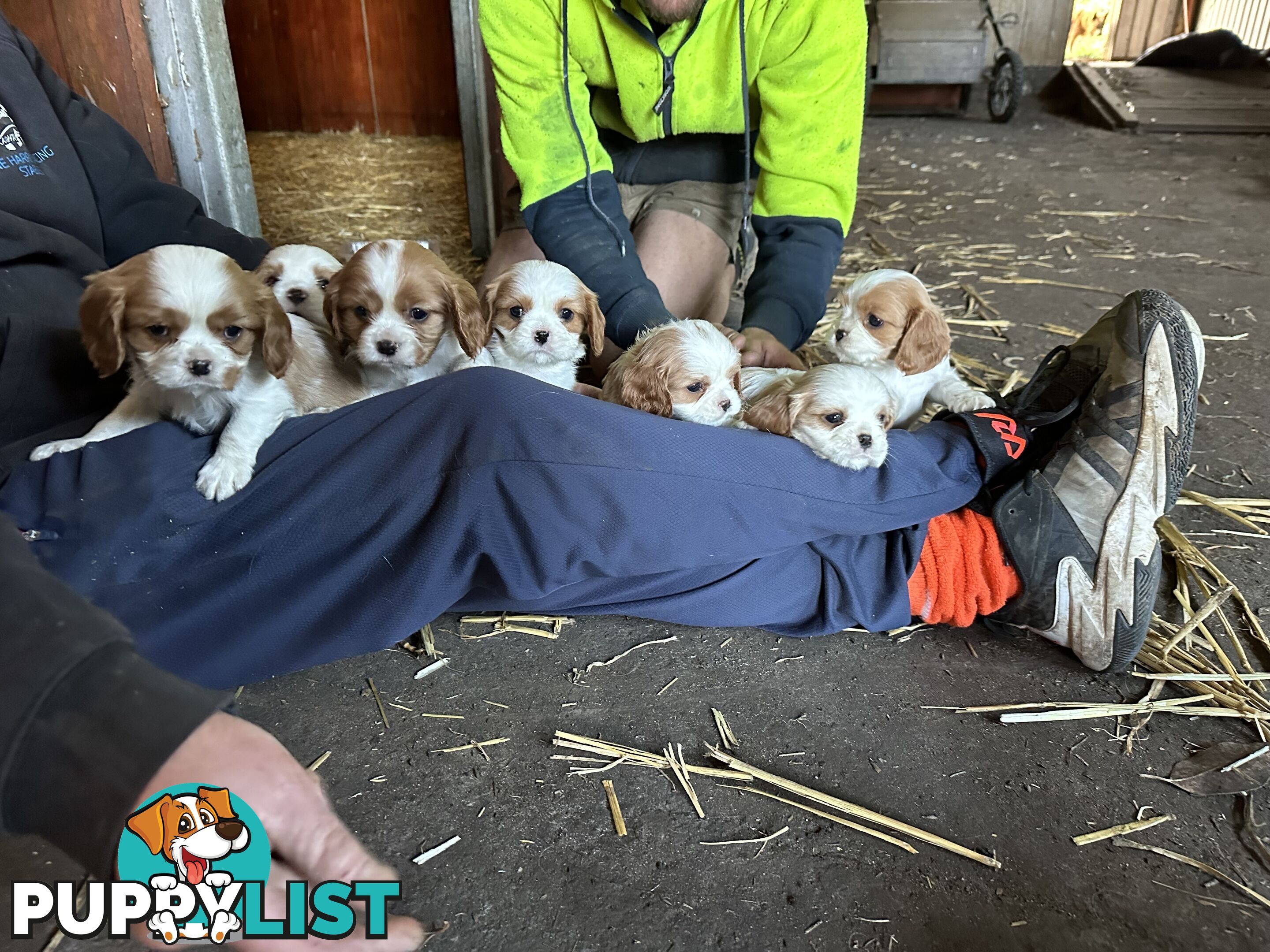 Beautiful purebred cavaliers