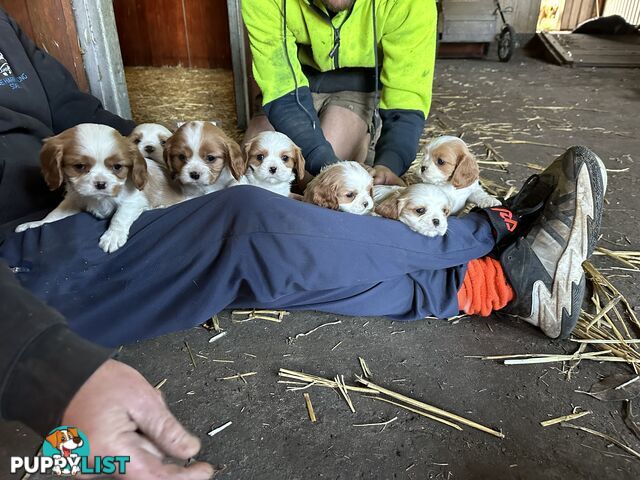 Beautiful purebred cavaliers