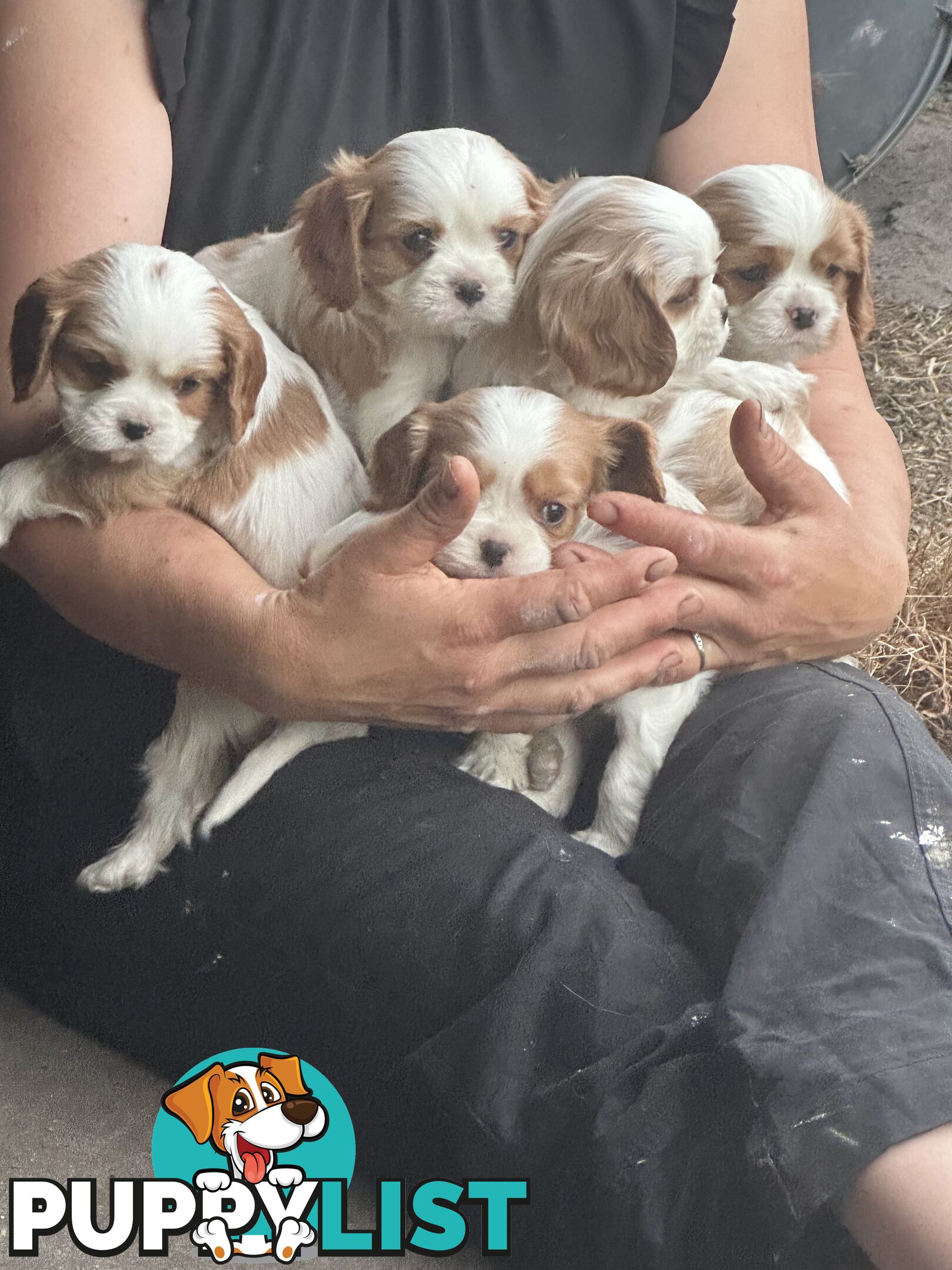 Beautiful purebred cavaliers