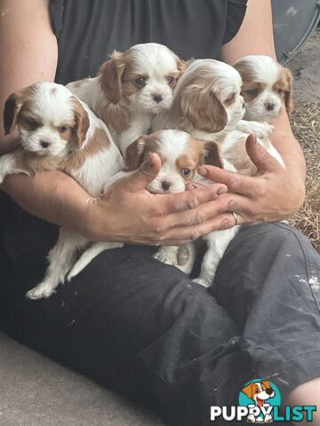 Beautiful purebred cavaliers