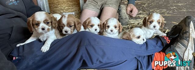 Beautiful purebred cavaliers