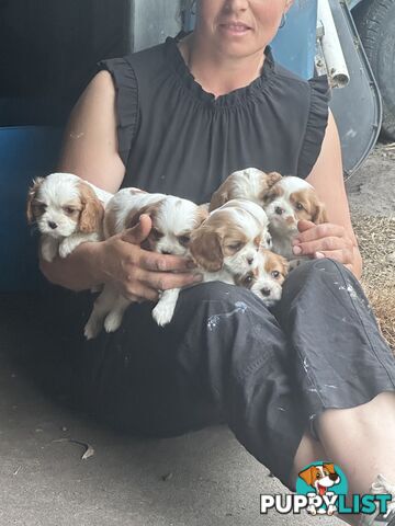 Beautiful purebred cavaliers