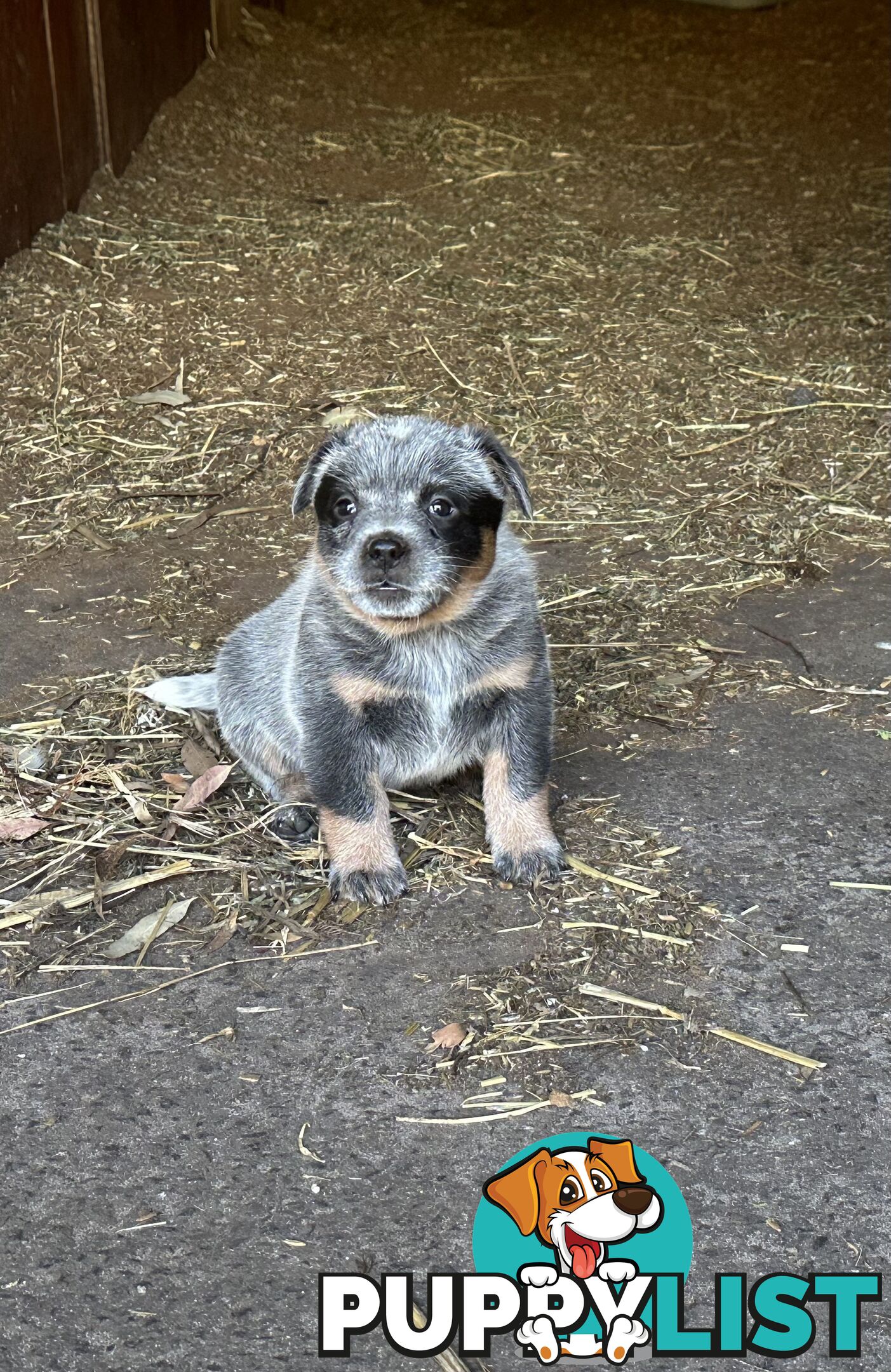 Beautiful family friendly blue heeler puppies